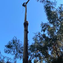 Démontage Eucalyptus Abattage Elagueur Cannes
